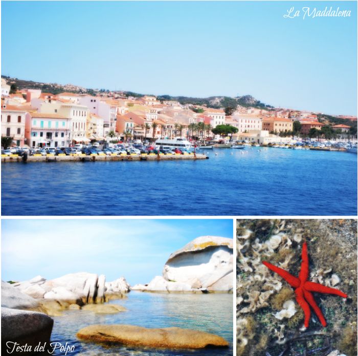 LaMaddalena Testa Polpo