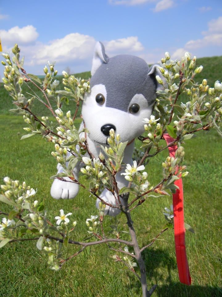 Serviceberry.jpg