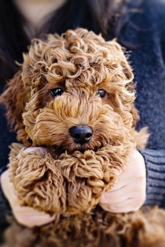 goldendoodle, puppy