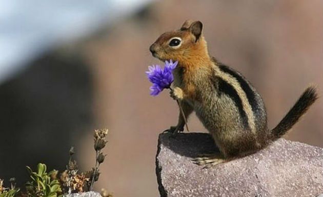 squirrel-flower_1