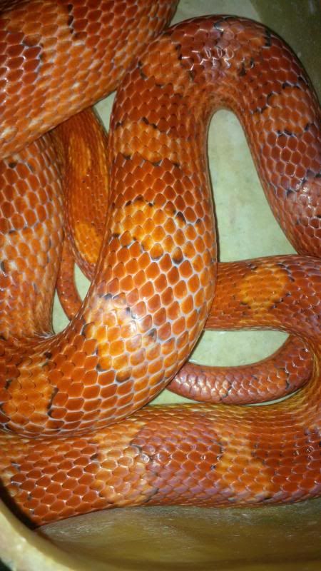 corn snake hither and yarn