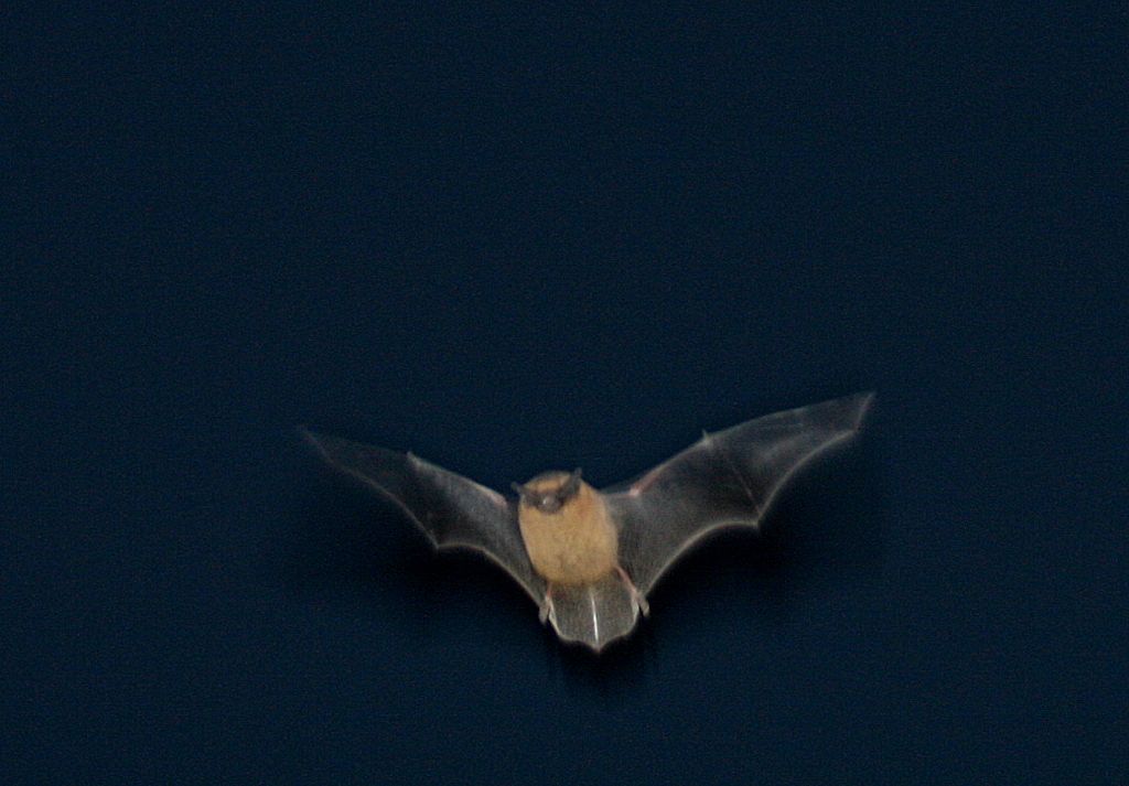 Bat001.jpg