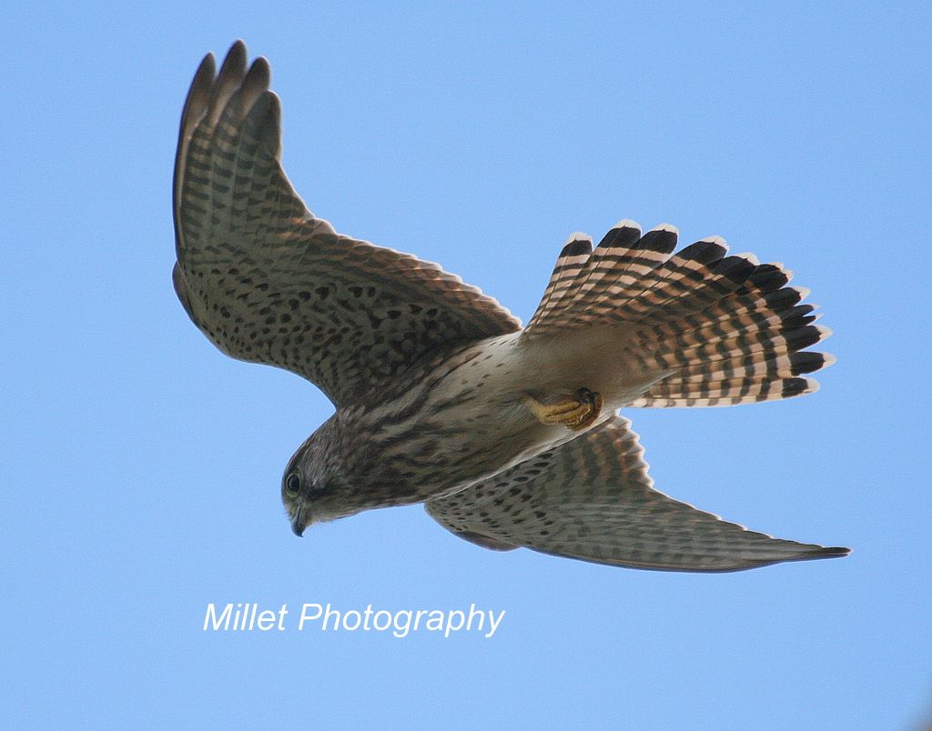 Kestrel007_zpseebc229a.jpg