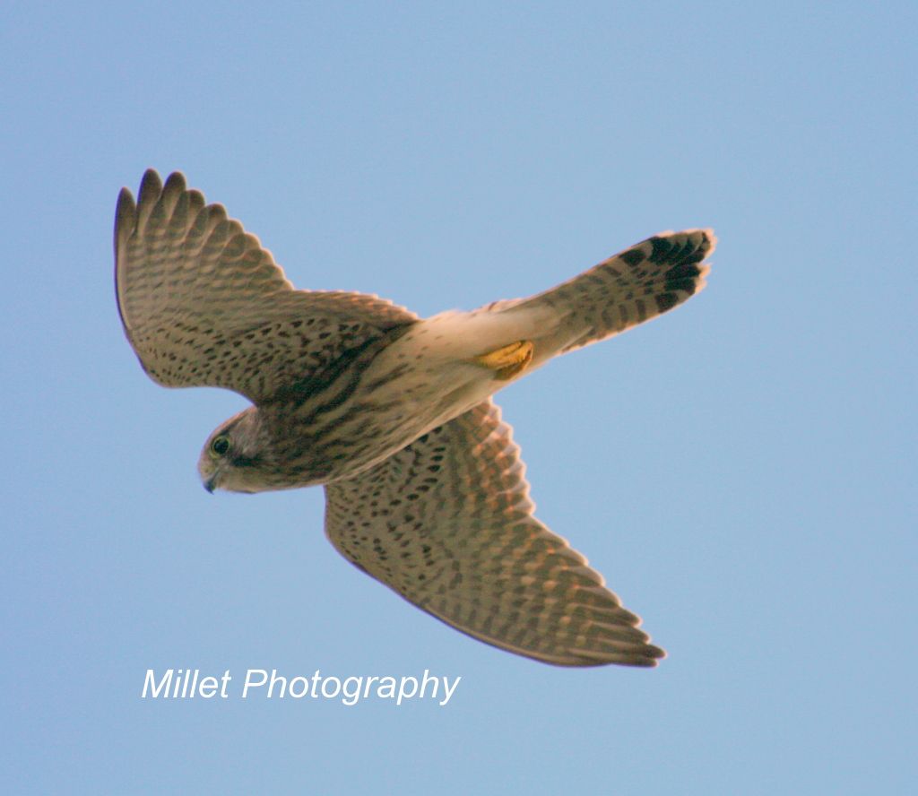 Kestrel010-001_zps96cc4491.jpg