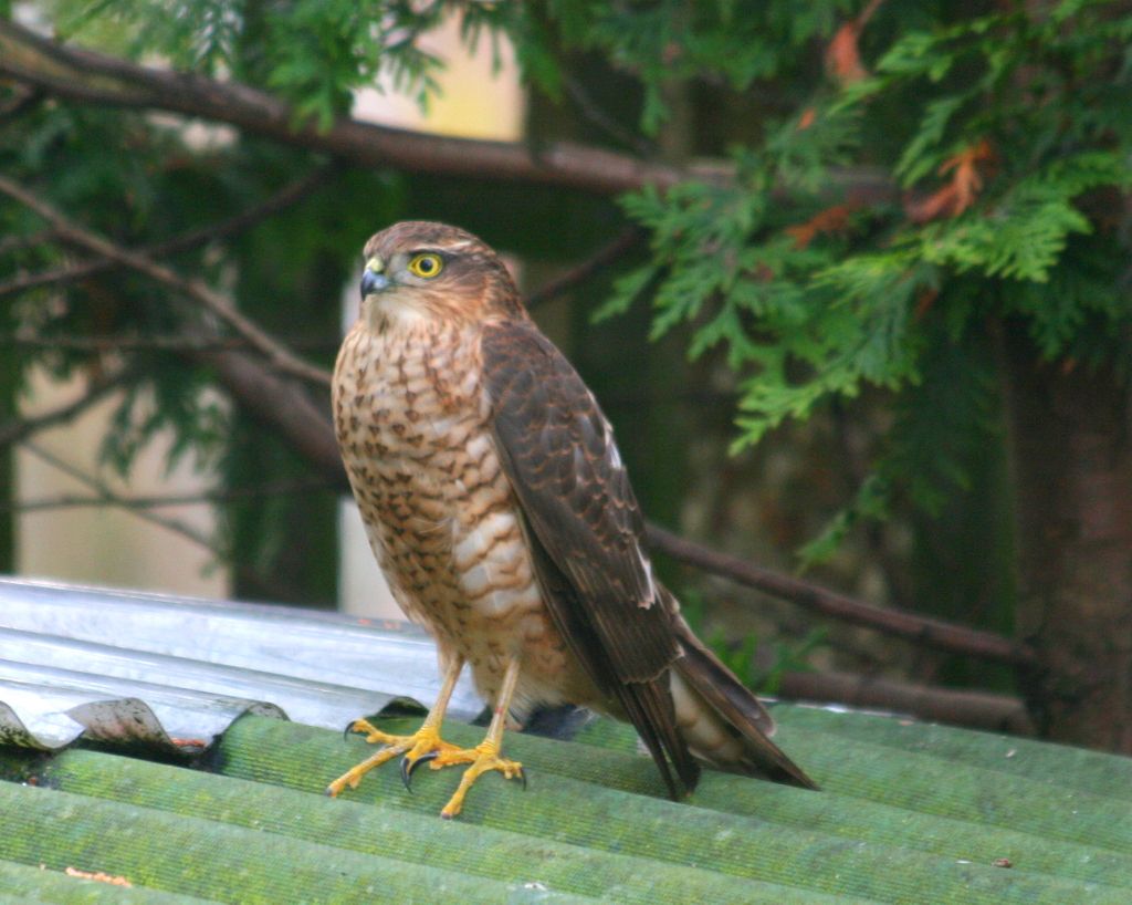 Sparrowhawk006.jpg