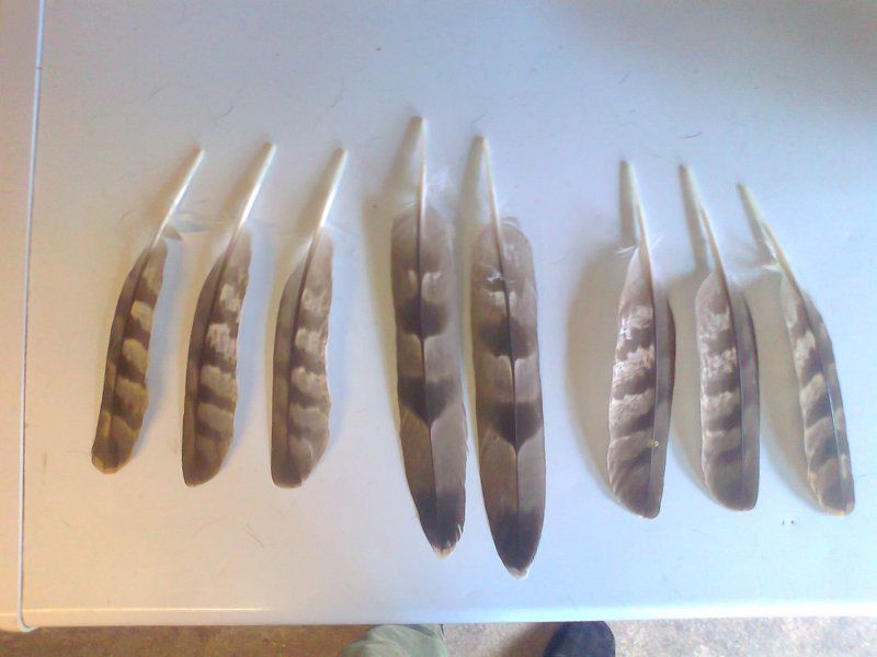 feathers001.jpg