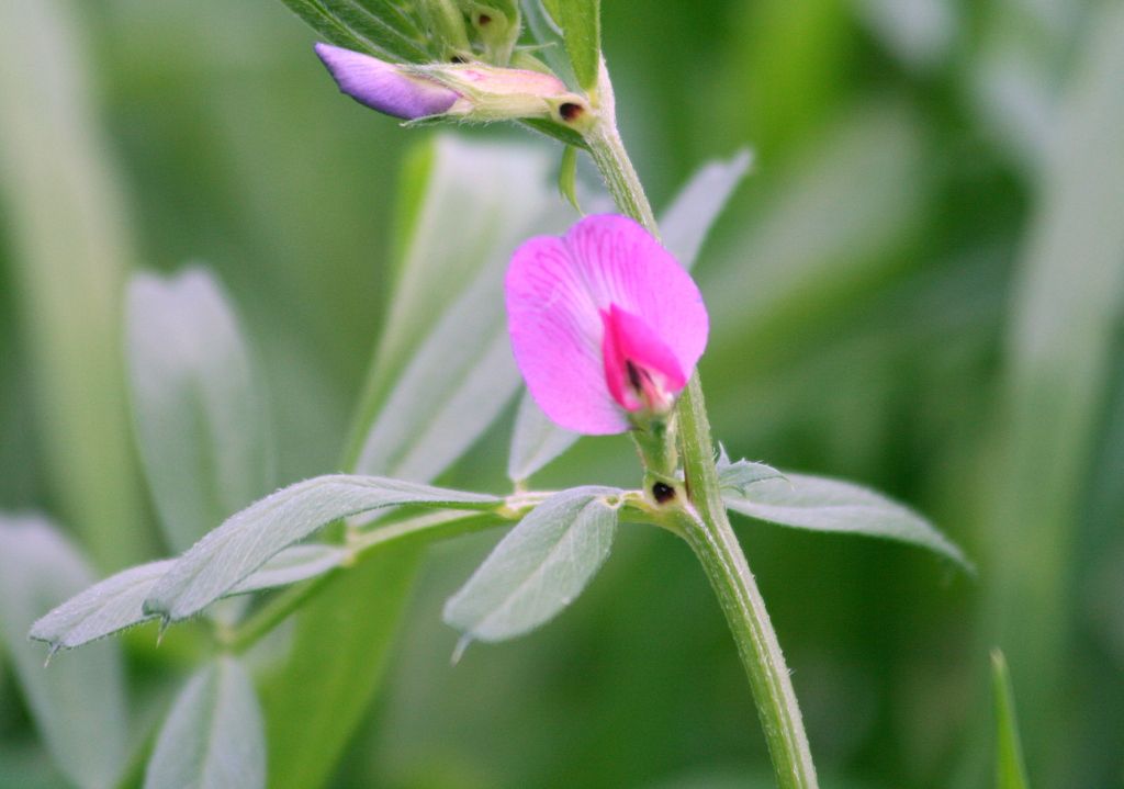flower002_zps1f0be56d.jpg