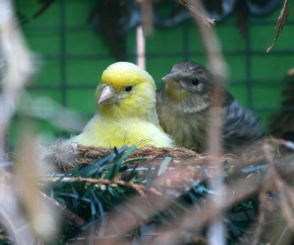 goldiemuleoncanary012_zps9dad1333.jpg