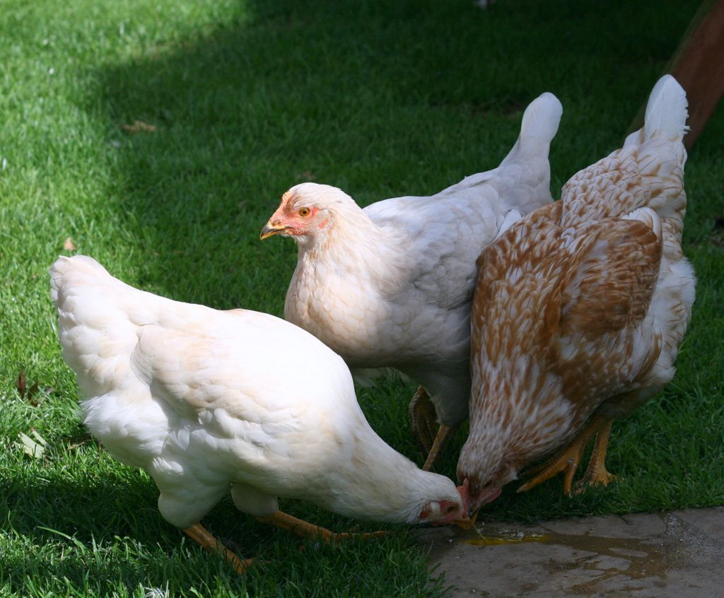 youngchooks009_zpsda09bbab.jpg