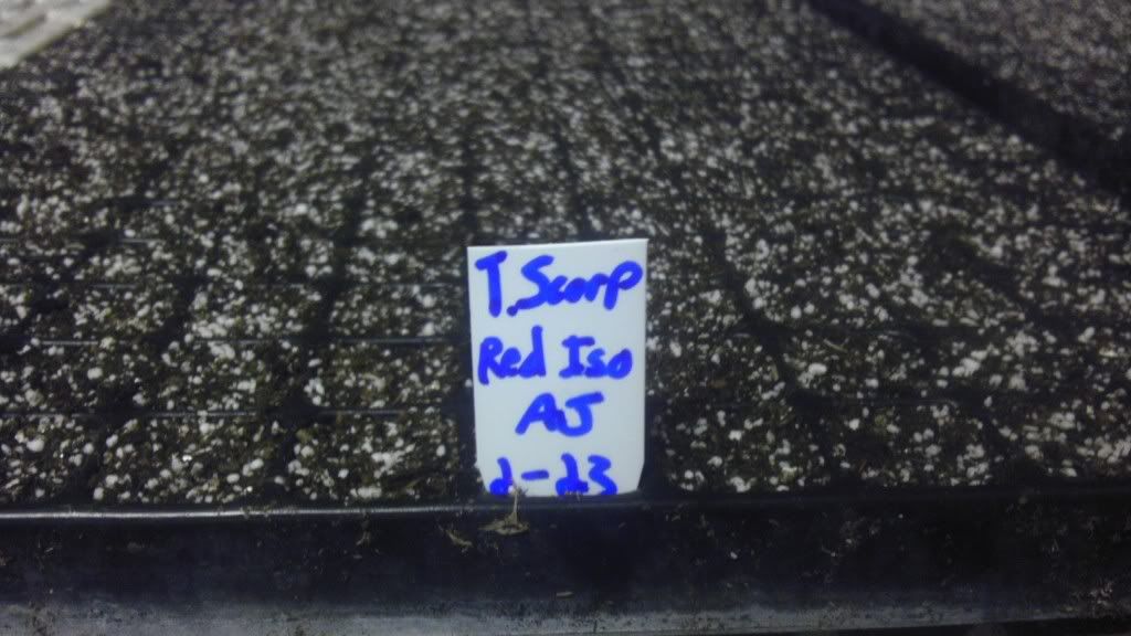 Posted Image