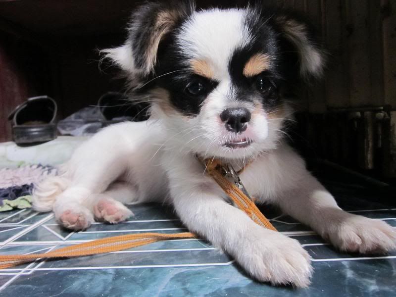 Chú cún đáng yêu nhất trên Facebook ^^ - 1