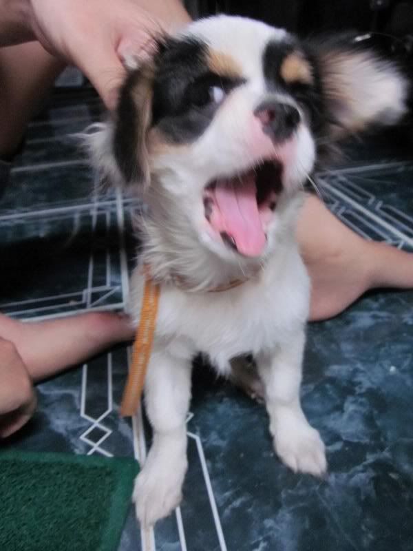 Chú cún đáng yêu nhất trên Facebook ^^