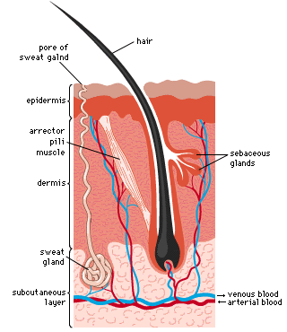 hair root picture