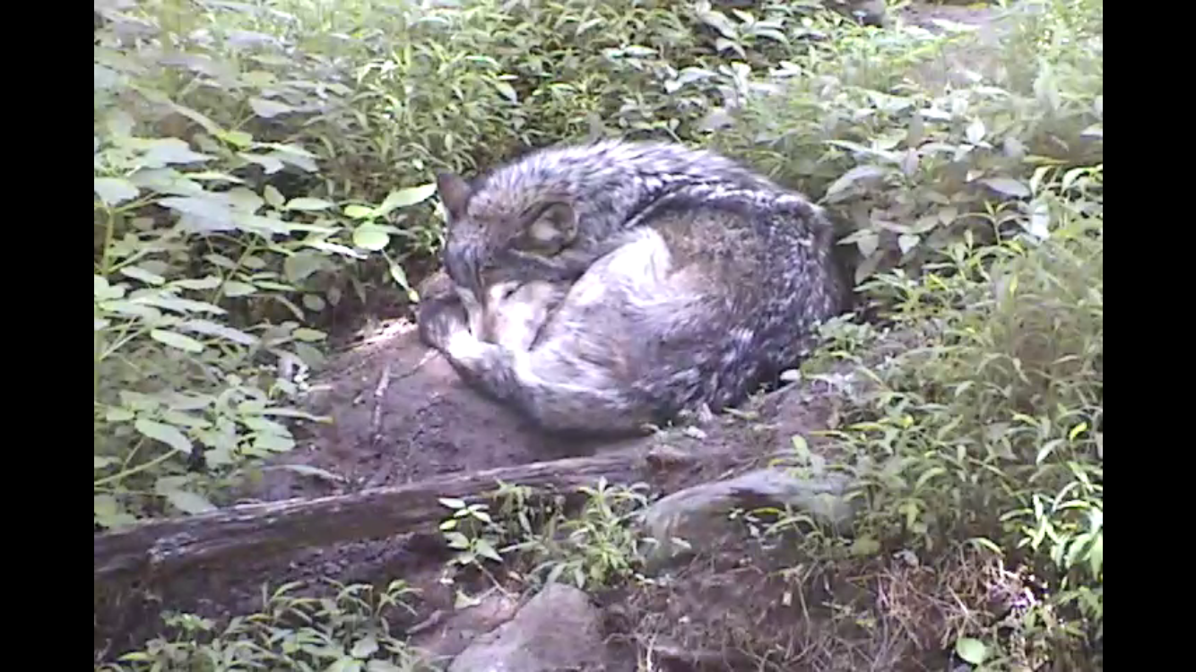 shh, we'll pretend this isn't Mexican Grey Wolf Rhett