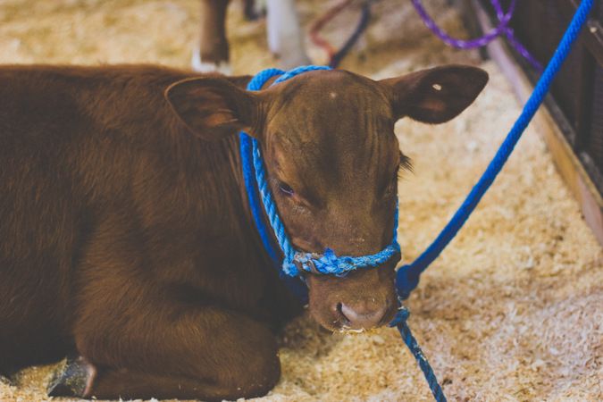 brown-cow