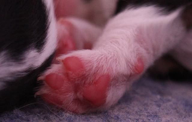 littlepinkpaws.jpg