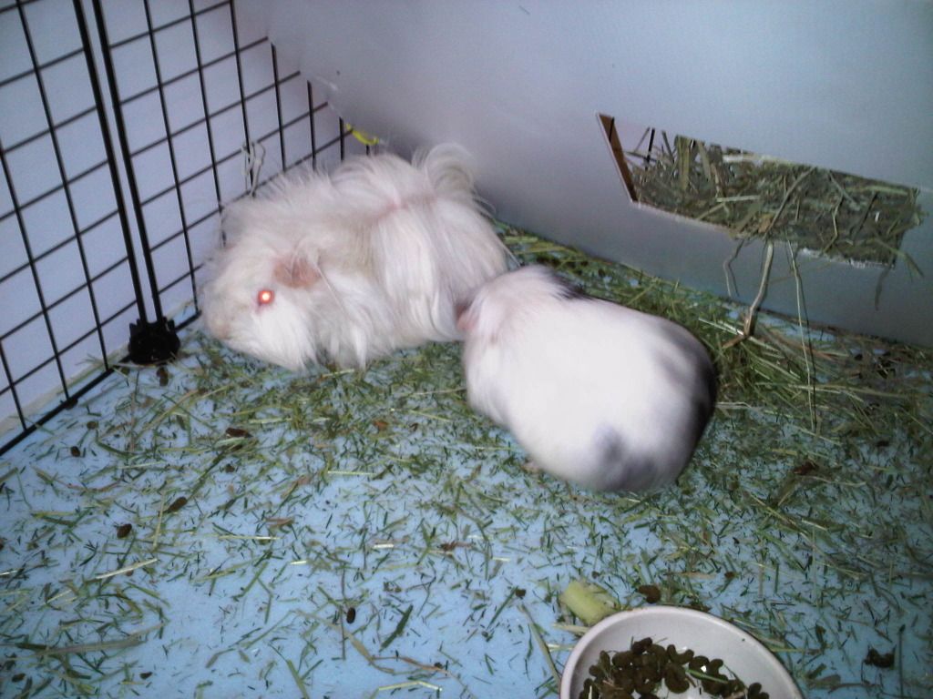 IMG01688-20111106-1938.jpg