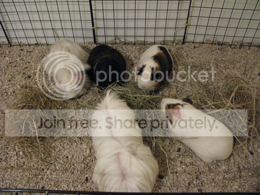 IMG_0139_zpsa032a2cd.jpg